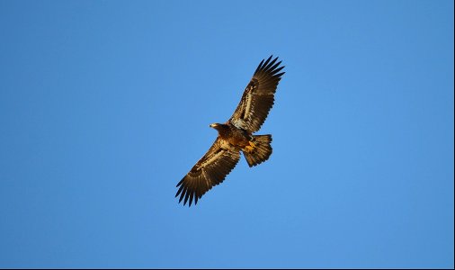 A juvenile bald eagle soaring above the beach on Bodie Island