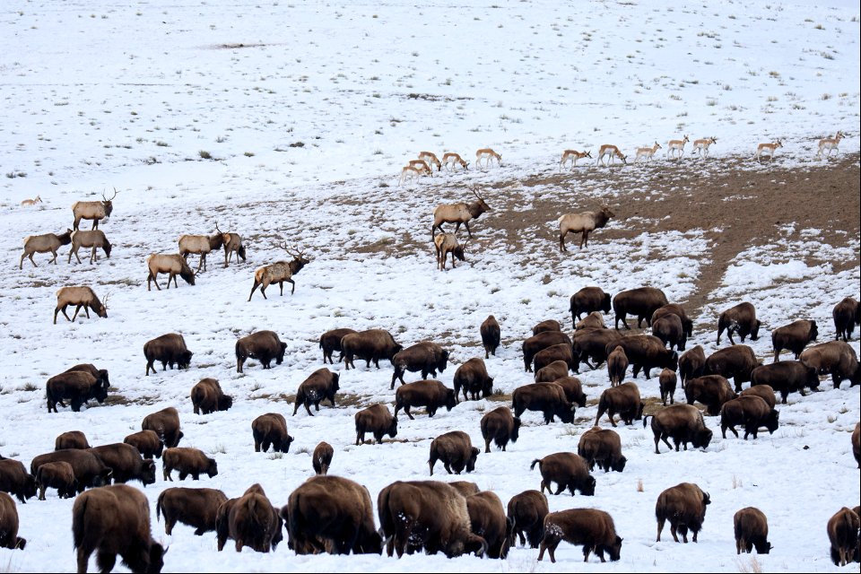 Bison, Elk, & Pronghorn on the National Elk Refuge