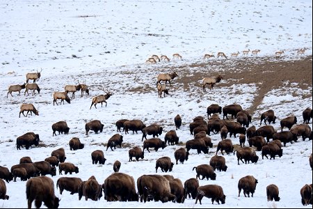 Bison, Elk, & Pronghorn on the National Elk Refuge photo