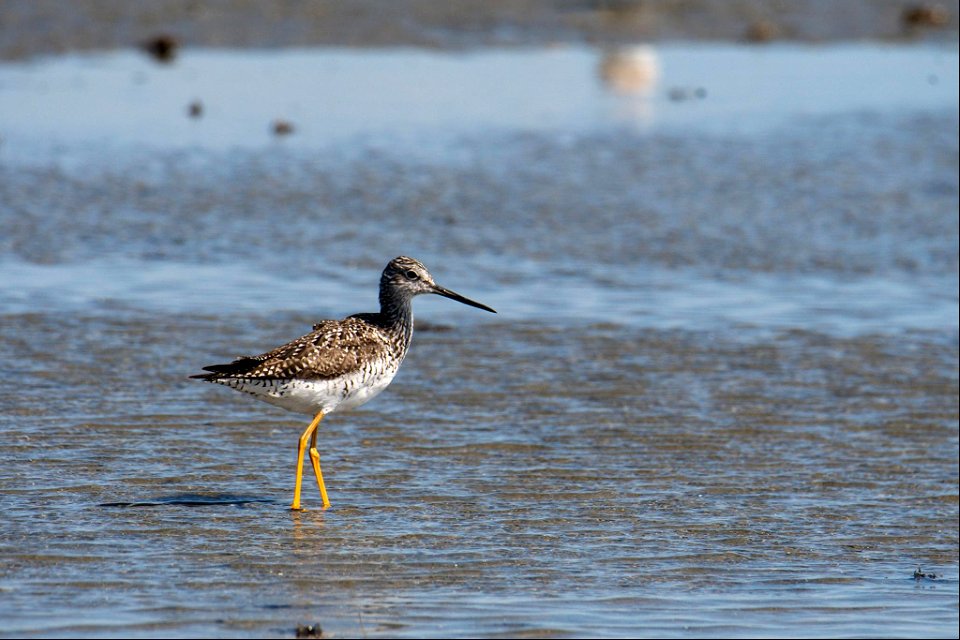 A Greater-Yellow Legs foraging South of Ramp 55 in the over-wash fan