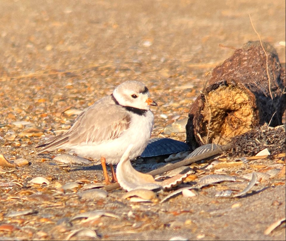 Adult piping plover back on its historical nesting grounds, west of Cape Point, March 2022