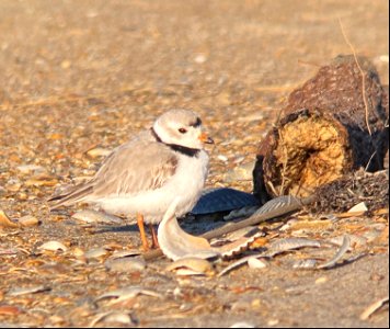 Adult piping plover back on its historical nesting grounds, west of Cape Point, March 2022