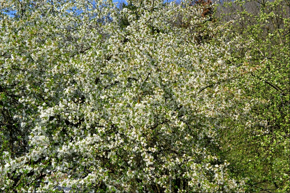 Spring ,April 2023