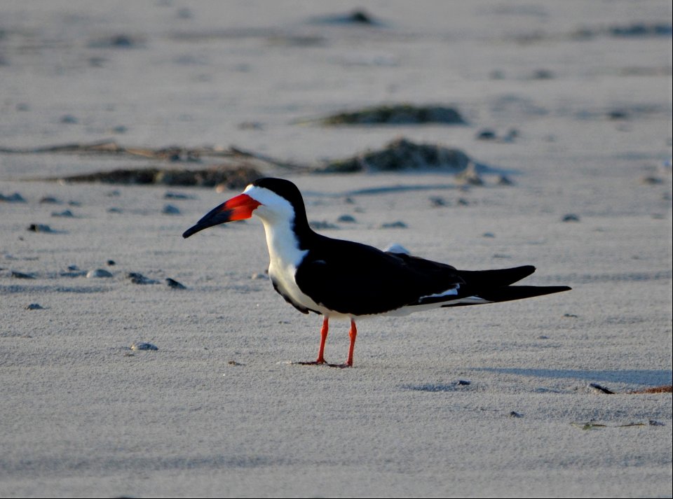 A black skimmer on South Point getting ready for nesting season