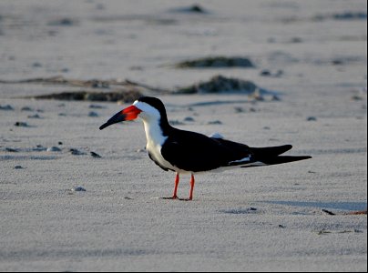A black skimmer on South Point getting ready for nesting season