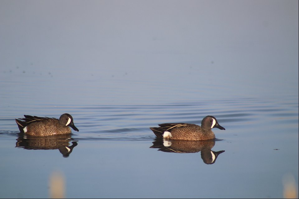 Blue-winged teal Owens Bay Lake Andes National Wildlife Refuge South Dakota