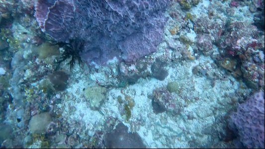 Pile of things in sponge Tayrona National Park Diving Taganga Colombia