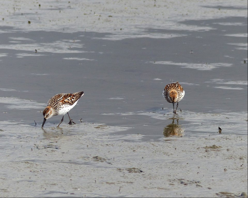 Western Sandpipers photo