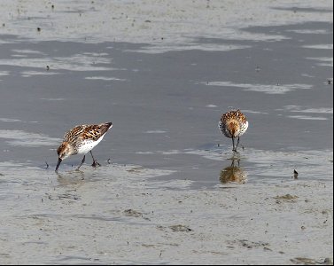 Western Sandpipers photo