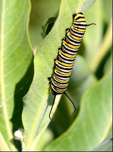 Monarch caterpillar at Seedskadee National Wildlife Refuge photo