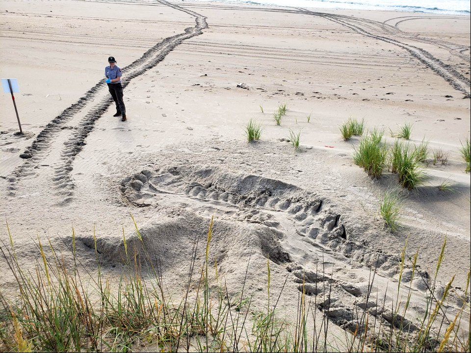 A very lengthy green sea turtle crawl found north of Ramp 43 on July 3, 2021