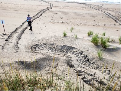 A very lengthy green sea turtle crawl found north of Ramp 43 on July 3, 2021