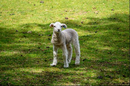 Little Lamb 🐑 photo