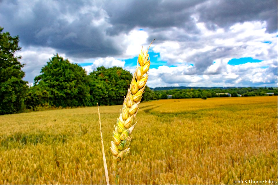 Wheat is a grass widely cultivated for its seed, a cereal grain which is a worldwide staple food.