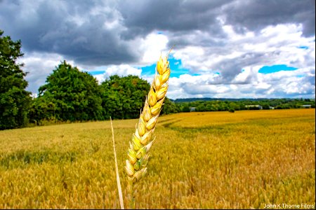 Wheat is a grass widely cultivated for its seed, a cereal grain which is a worldwide staple food.