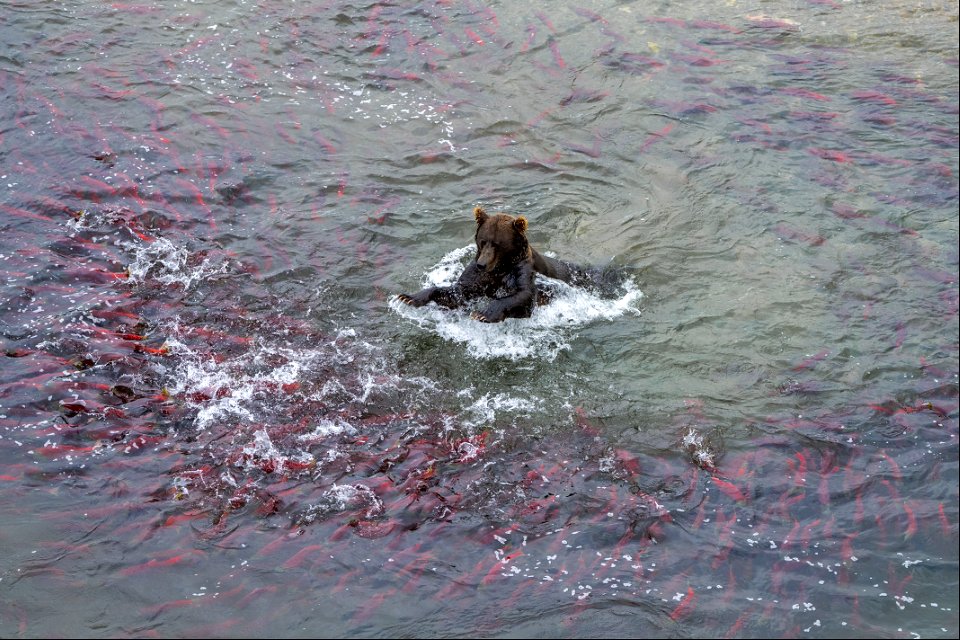 Bear fishing at Crosswinds - NPS/Lian Law-70
