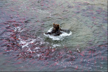 Bear fishing at Crosswinds - NPS/Lian Law-70 photo