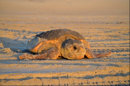 A loggerhead sea turtle returns to the ocean after laying a nest north of Ramp 4 this week. 2nd nest on Bodie Island thus far photo