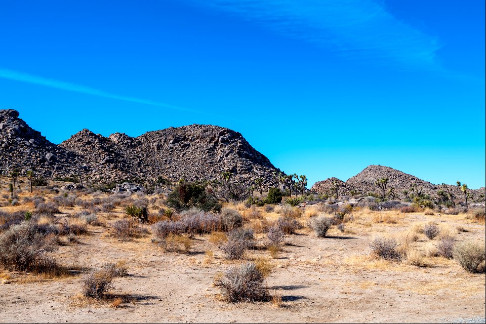 Joshua Tree National Park