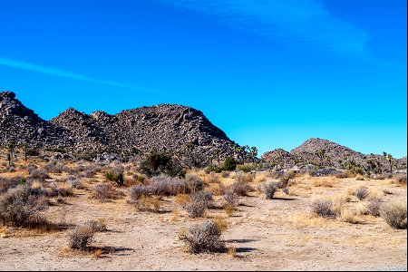 Joshua Tree National Park