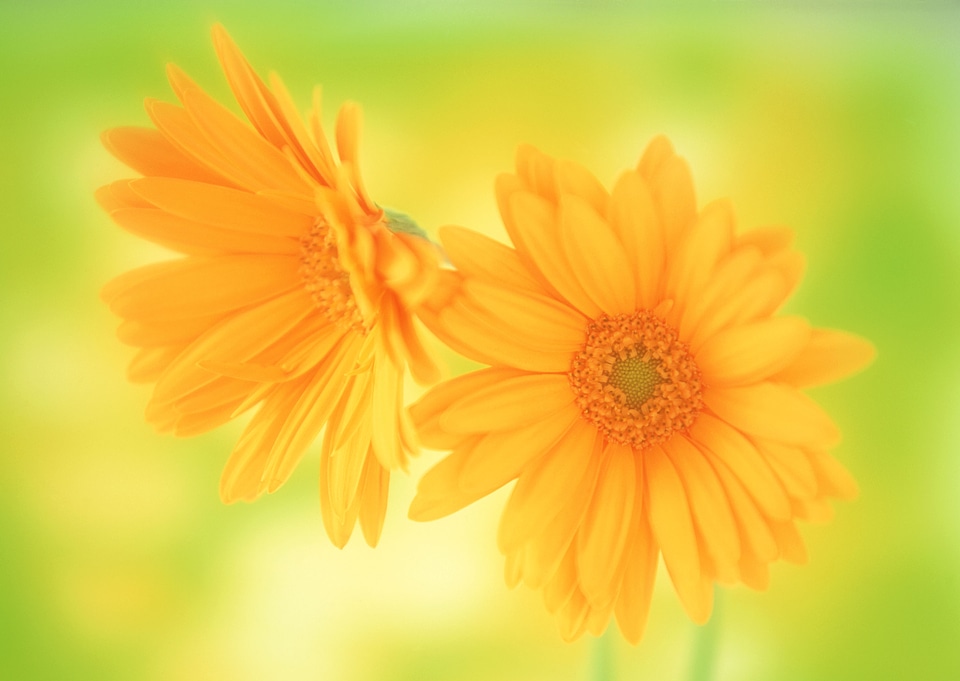 Vintage and soft light of two daisy flowers