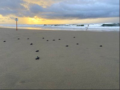 Loggerhead sea turtle hatchlings making their way to the ocean