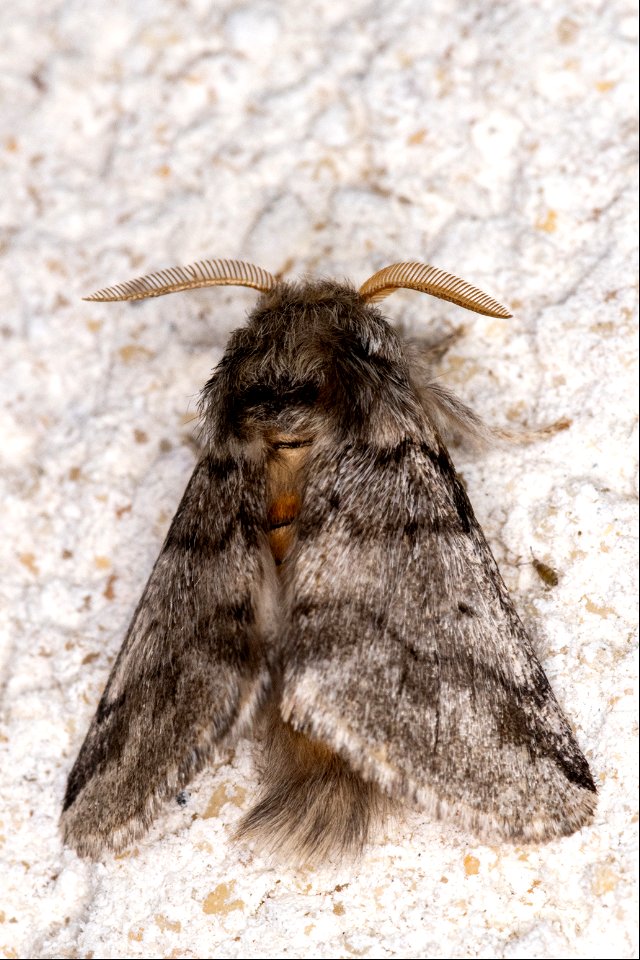 Thaumetopoea processionea (Linnaeus, 1758)