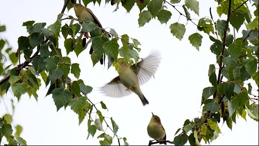 Der Fitis hupft durch die Birke
