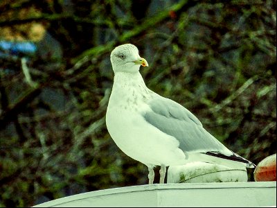 Seagull in Maidstone photo