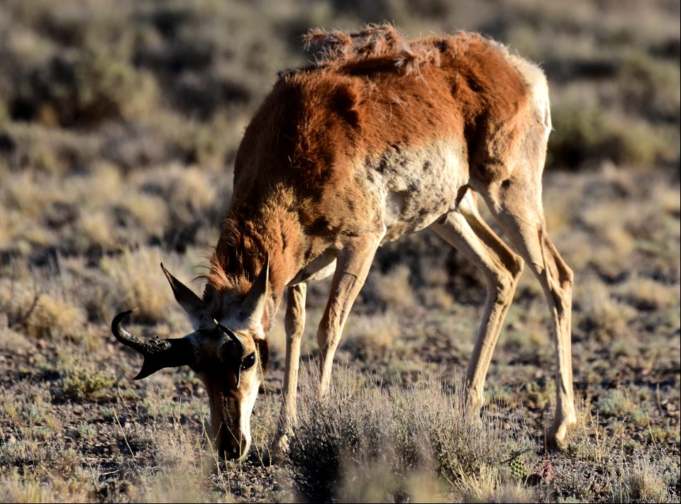 Pronghorn at Seedskadee National Wildlife Refuge