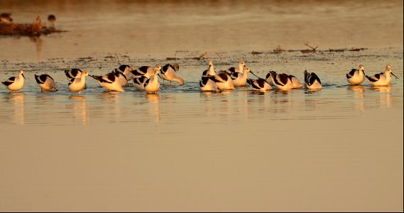 Fall Plumage American Avocets Huron Wetland Management District