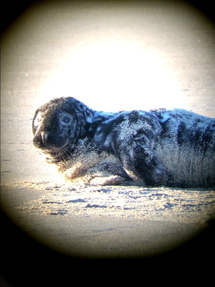Gray Seal located 0.1 miles south of Ramp 44 on March 4, 2021