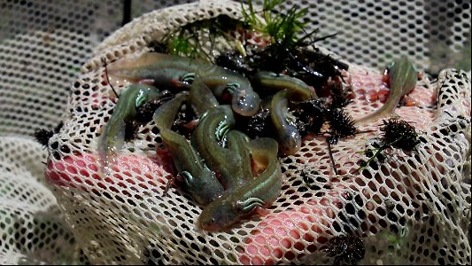 California tiger salamander round up photo