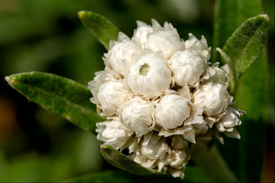 Anaphalis margaritacea