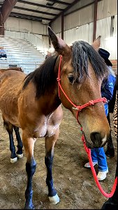 2022 Northern Utah Wild Horse & Burro Festival photo