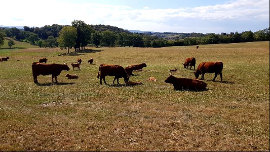 Vaches de Salers au pré