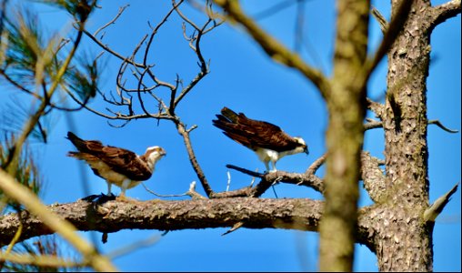 A pair of ospreys majestically loitering in a pine tree near the BI Old Coast Guard Station; one holding a cluster of nest-building material photo