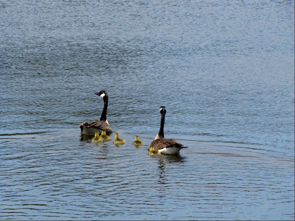 Canada Geese and Goslings