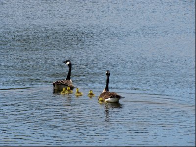 Canada Geese and Goslings photo