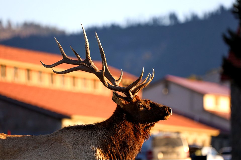 Bull elk in Mammoth Hot Springs (1)