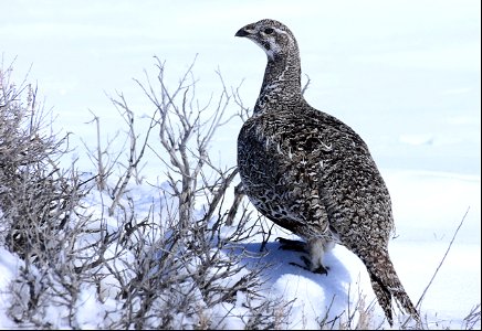 Greater sage-grouse on Seedskadee National Wildlife Refuge