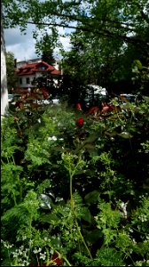 roses_玫瑰_ (59)