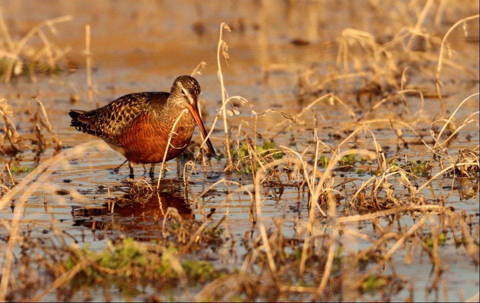 Hudsonian Godwit Huron Wetland Management District photo