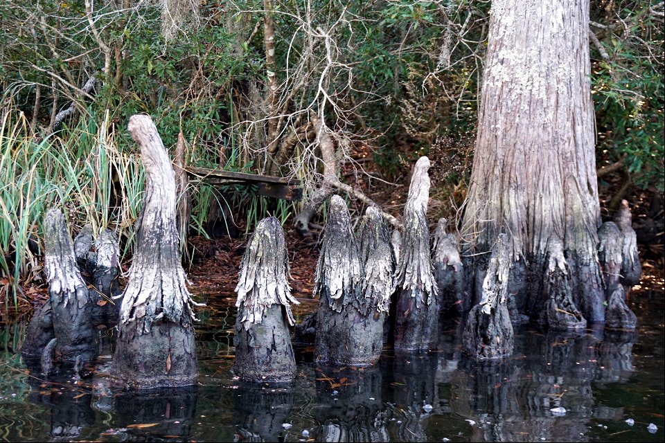 Funny cypress knees in Lewis Gut KG