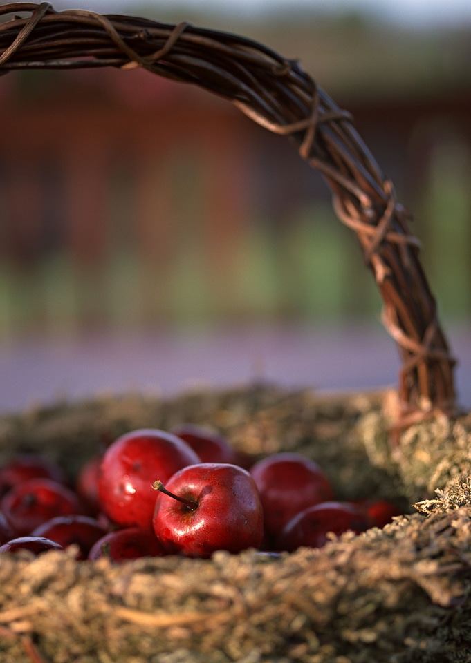 Fresh harvest of apples. Nature theme with red grapes and basket