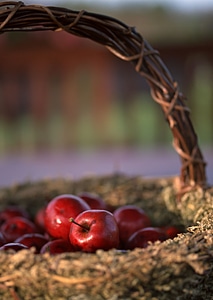 Fresh harvest of apples. Nature theme with red grapes and basket