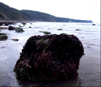 Muscles, Clovelly, Devon, UK