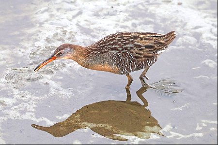 237 - CLAPPER RAIL (02-20-2023) world birding center, south padre island, cameron co, tx -01