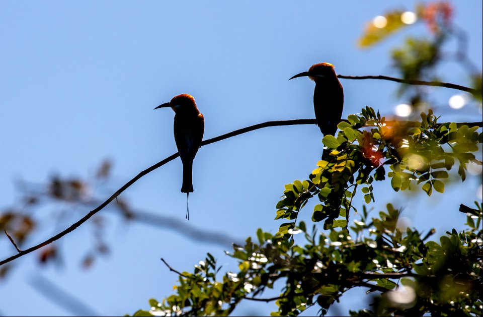 Rainbow bee-eaters