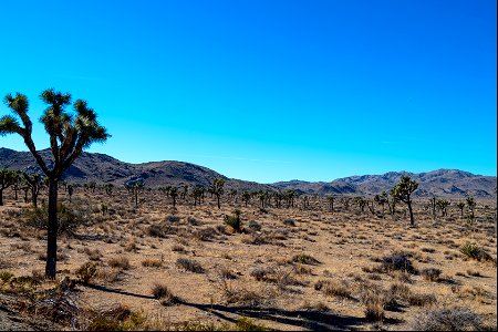Joshua Tree National Park